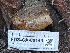 ( - FDS-CA-00149)  @11 [ ] by-nc (2024) Taye Bright Fungal Diversity Survey