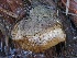  ( - FDS-CA-00149)  @11 [ ] by-nc (2024) Taye Bright Fungal Diversity Survey