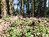  ( - FDS-CA-04254)  @11 [ ] by-nc (2024) Fresno Mycology Society Fungal Diversity Survey