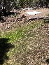  ( - FDS-CA-04698)  @11 [ ] by (2024) Justin Paulin Fungal Diversity Survey