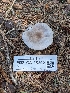  ( - FDS-CA-05202)  @11 [ ] c (2024) Andrew Claassen Fungal Diversity Survey
