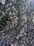  ( - FDS-CA-00154)  @11 [ ] by-nc (2024) Taye Bright Fungal Diversity Survey