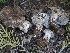 ( - FDS-CA-00154)  @11 [ ] by-nc (2024) Taye Bright Fungal Diversity Survey