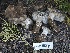  ( - FDS-CA-00154)  @11 [ ] by-nc (2024) Taye Bright Fungal Diversity Survey