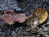  ( - FDS-CA-00163)  @11 [ ] by-nc (2024) Taye Bright Fungal Diversity Survey