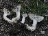  ( - FDS-CA-00165)  @11 [ ] by-nc (2024) Taye Bright Fungal Diversity Survey