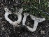  ( - FDS-CA-00165)  @11 [ ] by-nc (2024) Taye Bright Fungal Diversity Survey
