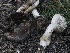  ( - FDS-CA-00165)  @11 [ ] by-nc (2024) Taye Bright Fungal Diversity Survey