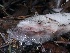  ( - FDS-CA-00166)  @11 [ ] by-nc (2024) Taye Bright Fungal Diversity Survey