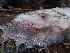  ( - FDS-CA-00166)  @11 [ ] by-nc (2024) Taye Bright Fungal Diversity Survey