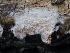  ( - FDS-CA-00166)  @11 [ ] by-nc (2024) Taye Bright Fungal Diversity Survey