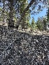  ( - FDS-CA-00167)  @11 [ ] by-nc (2024) Taye Bright Fungal Diversity Survey