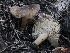  ( - FDS-CA-00167)  @11 [ ] by-nc (2024) Taye Bright Fungal Diversity Survey