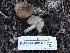 ( - FDS-CA-00167)  @11 [ ] by-nc (2024) Taye Bright Fungal Diversity Survey