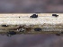  ( - FDS-CA-00170)  @11 [ ] by-nc (2024) Taye Bright Fungal Diversity Survey