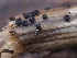  ( - FDS-CA-00170)  @11 [ ] by-nc (2024) Taye Bright Fungal Diversity Survey
