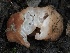  ( - FDS-CA-00176)  @11 [ ] by-nc (2024) Taye Bright Fungal Diversity Survey