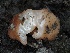  (Balsamia - FDS-CA-00176)  @11 [ ] by-nc (2024) Taye Bright Fungal Diversity Survey