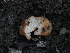  ( - FDS-CA-00176)  @11 [ ] by-nc (2024) Taye Bright Fungal Diversity Survey