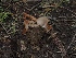  ( - FDS-CA-04693)  @11 [ ] by (2024) Justin Paulin Fungal Diversity Survey