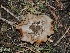  ( - FDS-CA-04693)  @11 [ ] by (2024) Justin Paulin Fungal Diversity Survey