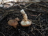  ( - FDS-CA-04257)  @11 [ ] by-nc (2024) Fresno Mycology Society Fungal Diversity Survey
