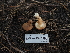  ( - FDS-CA-04257)  @11 [ ] by-nc (2024) Fresno Mycology Society Fungal Diversity Survey