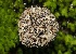  (Ascomycota_order_incertae_sedis - FDS-CA-04698)  @11 [ ] by (2024) Justin Paulin Fungal Diversity Survey