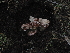  ( - FDS-CA-04704)  @11 [ ] by (2024) Justin Paulin Fungal Diversity Survey
