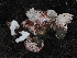  ( - FDS-CA-04704)  @11 [ ] by (2024) Justin Paulin Fungal Diversity Survey