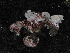  ( - FDS-CA-04704)  @11 [ ] by (2024) Justin Paulin Fungal Diversity Survey