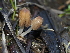  ( - FDS-CA-04708)  @11 [ ] by (2024) Justin Paulin Fungal Diversity Survey