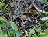  ( - FDS-CA-04708)  @11 [ ] by (2024) Justin Paulin Fungal Diversity Survey