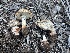  (Amanita cruentilemurum - FDS-CA-00203)  @11 [ ] by-nc (2024) Dean Lyons Fungal Diversity Survey