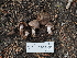  ( - FDS-CA-04260)  @11 [ ] by-nc (2024) Fresno Mycology Society Fungal Diversity Survey