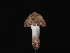  ( - FDS-CA-04260)  @11 [ ] by-nc (2024) Fresno Mycology Society Fungal Diversity Survey
