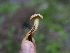  ( - FDS-CA-04261)  @11 [ ] by-nc (2024) Fresno Mycology Society Fungal Diversity Survey