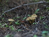  ( - FDS-CA-04261)  @11 [ ] by-nc (2024) Fresno Mycology Society Fungal Diversity Survey