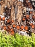  (Scutellinia sp. PA01 - FDS-CA-02517)  @11 [ ] by-nc (2024) Sadie Hickey Fungal Diversity Survey