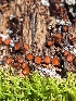  ( - FDS-CA-02517)  @11 [ ] by-nc (2024) Sadie Hickey Fungal Diversity Survey
