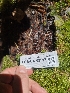  ( - FDS-CA-02517)  @11 [ ] by-nc (2024) Sadie Hickey Fungal Diversity Survey