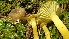  (Hygrocybe sp. CA11 - FDS-CA-02594)  @11 [ ] by-nc (2024) Sadie Hickey Fungal Diversity Survey