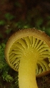  ( - FDS-CA-02594)  @11 [ ] by-nc (2024) Sadie Hickey Fungal Diversity Survey
