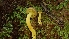  ( - FDS-CA-02594)  @11 [ ] by-nc (2024) Sadie Hickey Fungal Diversity Survey