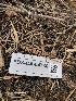  ( - FDS-CA-04730)  @11 [ ] by (2024) Justin Paulin Fungal Diversity Survey