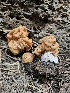  ( - FDS-CA-02231)  @11 [ ] by (2024) Mandy Hackney Fungal Diversity Survey