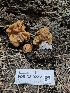  ( - FDS-CA-02231)  @11 [ ] by (2024) Mandy Hackney Fungal Diversity Survey