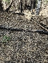  ( - FDS-CA-02231)  @11 [ ] by (2024) Mandy Hackney Fungal Diversity Survey