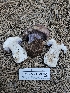  ( - FDS-CA-05190)  @11 [ ] by (2024) Mandy Hackney Fungal Diversity Survey