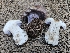  ( - FDS-CA-05190)  @11 [ ] by (2024) Mandy Hackney Fungal Diversity Survey